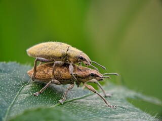 Rare! Two Golden Proboscis Beetles Mate on a Hairy Leaf | Insect Life Cycle Visual