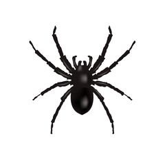 Spider Border Isolation White Background