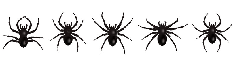 Spider Set Isolation White Background