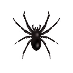 Spider Border Isolation White Background