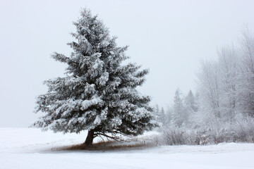 A large pine tree in a snowy field during a snowstorm background