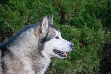 Alaskan Malamute enjoys a moment of calm, sitting peacefully beside vibrant green foliage in a natural landscape at dusk