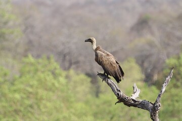 Wild vulture resting on a branch against blurred forest background.