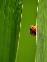 Hidden! The Intelligent Leaf Beetle Hiding Among Leaves | Symbol of Safety and Protection