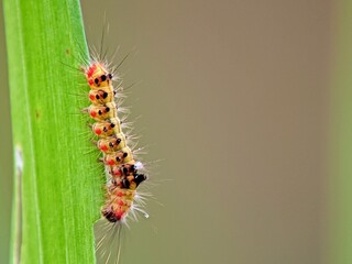 Fantastic! Colorful, Hairy Caterpillars Explore Textured Leaves | A Portrait of the Beauty of the Micro World