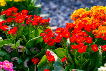 Kalanchoe, is a genus of about 125 species of tropical, succulent plants in the stonecrop family Crassulaceae, mainly native to Madagascar and tropical Africa. A Kalanchoe species was one of the first