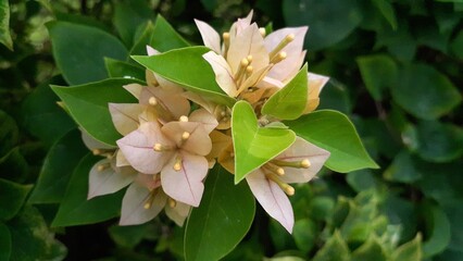 Beautiful bougainvillea flowers bloom in the garden. Also known as the lesser bougainvillea or paperflower, Bunga kertas, bugenvil.