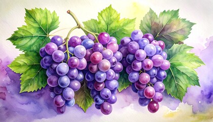 Fototapeta premium Ripe, juicy bunches of red and green grapes on the vine, a fresh harvest for wine and healthy food