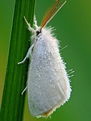 Luxurious! Fluffy White Moth Perched Vertically on a Leaf Strip | Natural Texture and Contrast...