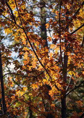 Autumn Leaves 1 2025