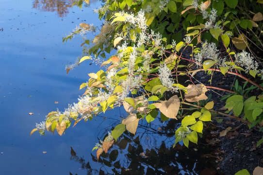 Japanese knotweed plant growing over calm water surface