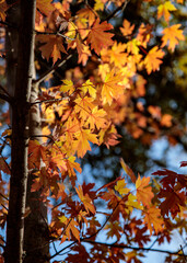 Autumn Leaves 3 2025