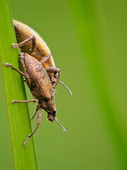 Struggle! Proboscis Beetles Struggle for Reproduction in Microforests | Concepts of Resilience and Life