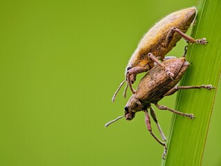 Downy Weevils Pile Up on Fuzzy Leaves | Macro Portrait of Texture and Morphology