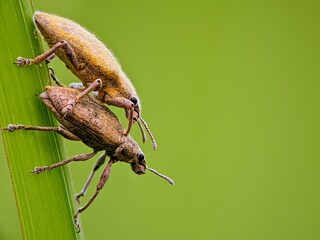 Amazing! Two Yellow Proboscis Beetles Pair Up on a Hairy Green Leaf | Visual Contrast of Nature's Textures