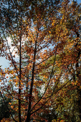 Autumn Leaves 5 2025