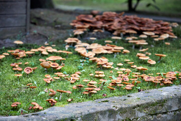 Cluster of wild mushrooms growing on green moss in autumn forest. Natural texture background, seasonal fungi concept, perfect for ecology, biology, food, and forest themes