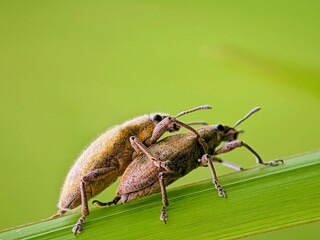 Stunning! A Pair of Hairy Weevils Mating on a Vertical Leaf Blade | A Close-Up of Macro Nature