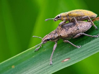 Critical! Weevil Pests Reproduce on Crop Leaves | Insect Life Cycle Study and Control