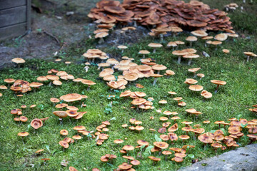 Cluster of wild mushrooms growing on green moss in autumn forest. Natural texture background, seasonal fungi concept, perfect for ecology, biology, food, and forest themes