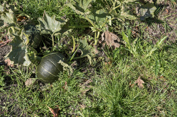 Green squash vegetables growing in garden patch
