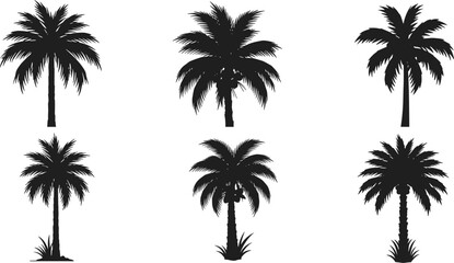 Collection of six black palm tree silhouettes with tropical leaves and trunks, vector illustration set for design, decoration, summer backgrounds