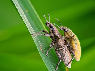 Critical! Weevil Pests Reproduce on Host Plant Leaves | Pest Entomology and Species Survival Studies