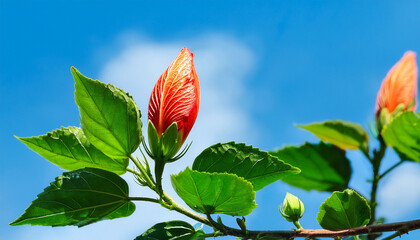 Hibiscus Bud On A Branch With Green Leaves Against A Bright Blue Sky