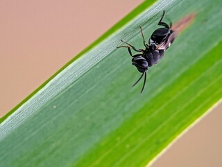 Fototapeta premium Scary! Black Insects with Dark Wings on Bright Green Leaves: A Visual of the Threat to the Natural Environment
