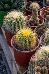 Kroenleinia grusonii, popularly known as the golden barrel cactus, golden ball, "mother-in-law's cushion" or "mother-in-law's chair", is a species of barrel cactus which is endemic to east-central Mex