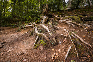 Von der Erde freigelegte und offen liegende Wurzeln eines Baumes an einer Böschung, Deutschland