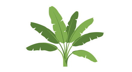Stylized Banana Plant with Large Green Leaves.