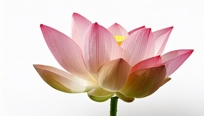 Lotus Flower Isolated On White Background