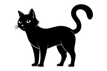 black and white cat