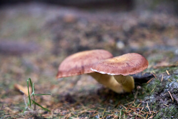 Cluster of wild mushrooms growing on green moss in autumn forest. Natural texture background, seasonal fungi concept, perfect for ecology, biology, food, and forest themes
