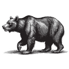 Vintage Engraving Bear Illustration