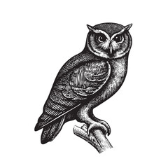 Vintage Engraving Owl Illustration