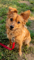 Naklejka premium Dog Sitting