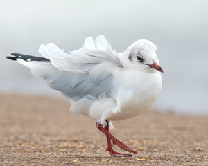 Black-headed Gull (Chroicocephalus ridibundus) walking in coastal habitat, Hampshire
