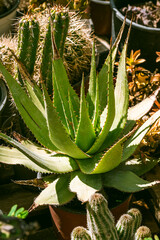 Obraz premium Aloe vera is a succulent plant species of the genus Aloe. It is widely distributed, and is considered an invasive species in many world regions. An evergreen perennial, it originates from the Arabian 