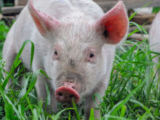 Young white piglet with pink ears standing in green grass outdoors