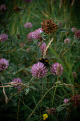 Bumblebee gathering nectar from pink clover flowers in a lush green field during late spring