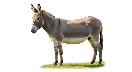 Obraz premium horse isolated on white background