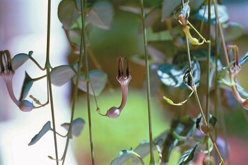 Ceropegia woodii - String of Hearts
