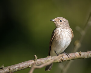 Spotted Flycatcher (Muscicapa striata) perched in woodland habitat, Hampshire
