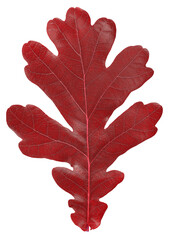 Red leaf of northern oak isolated on a white background, top view. Quercus rubra.