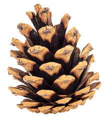 Beautiful dry pine cone isolated on a white background. Christmas pine cone. Single brown pine cone.