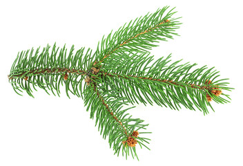 Fir tree branch isolated on a white background. Spruce twig. Pine tree branch. © domnitsky