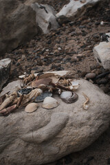 Seashells and marine remnants collected on a rocky shore during a cloudy afternoon
