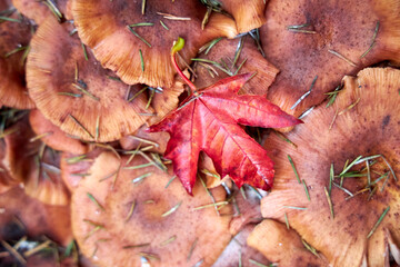 Close-up of wild mushrooms covered with pine needles and autumn foliage. Seasonal forest background, natural texture, perfect for ecology, harvest, organic food, and fall concepts